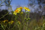 Senecio grandidentatus