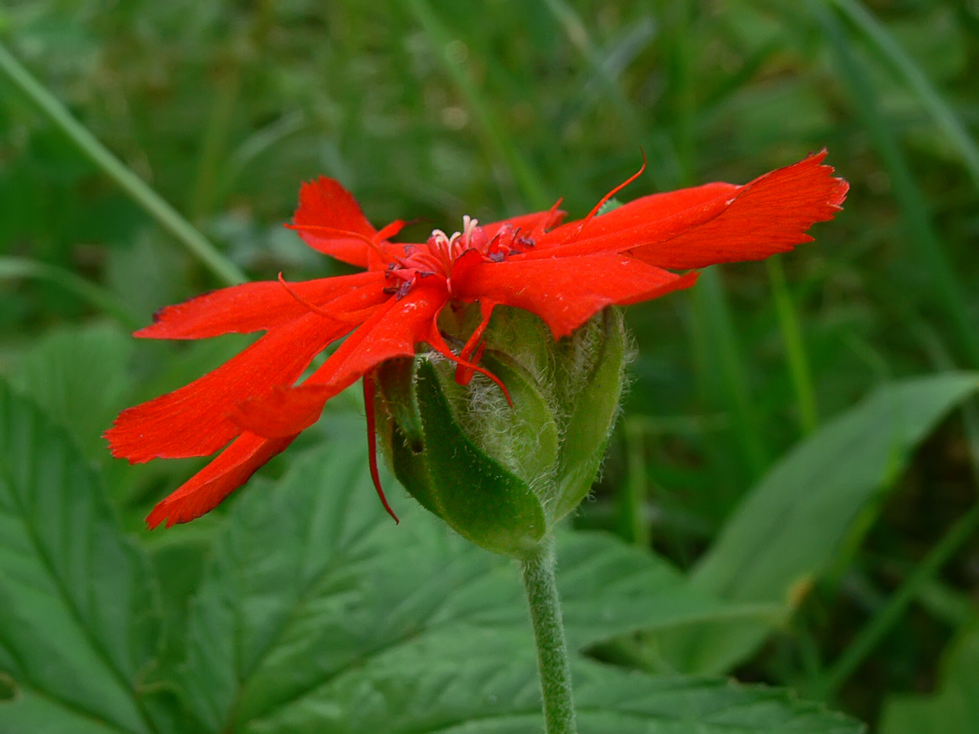 Изображение особи Lychnis fulgens.