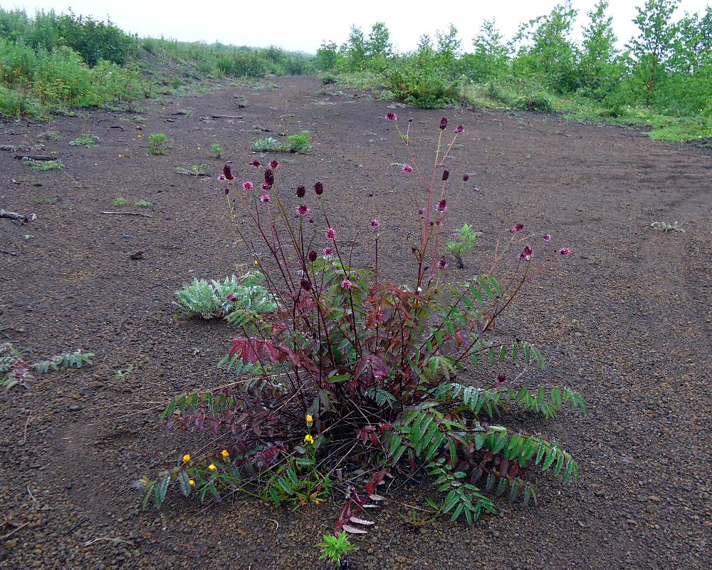 Изображение особи Sanguisorba tenuifolia.