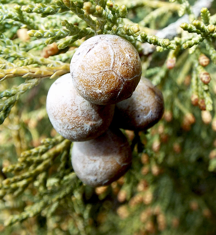 Image of Juniperus excelsa specimen.