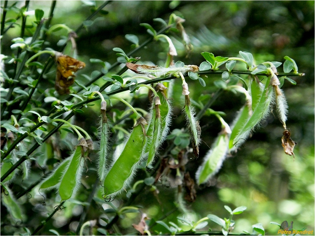 Изображение особи Sarothamnus scoparius.