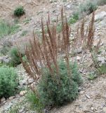 род Artemisia