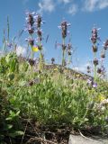 Nepeta mariae