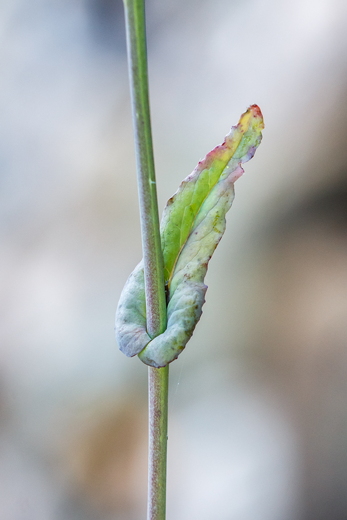 Изображение особи Brassica campestris.