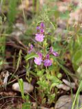 Stachys arabica. Цветущее растение. Израиль, к востоку от большого Тель-Авива, Национальный парк Мигдаль Цедек, фригана. 05.03.2018.