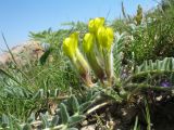 Astragalus atrovinosus. Цветущее растение. Южный Казахстан, Сырдарьинский Каратау, горы Улькунбурултау, ≈ 850 м н.у.м., степной мелкозёмный склон сев. экспозиции. 12 апреля 2018 г.