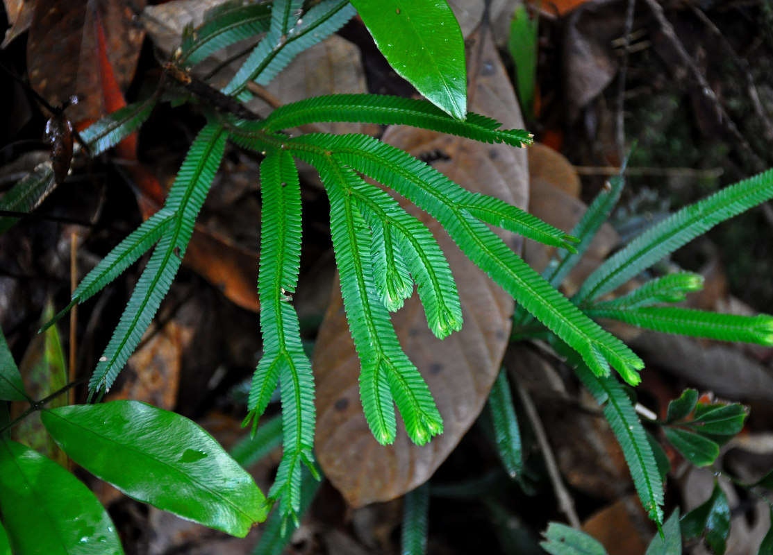Изображение особи Selaginella intermedia.