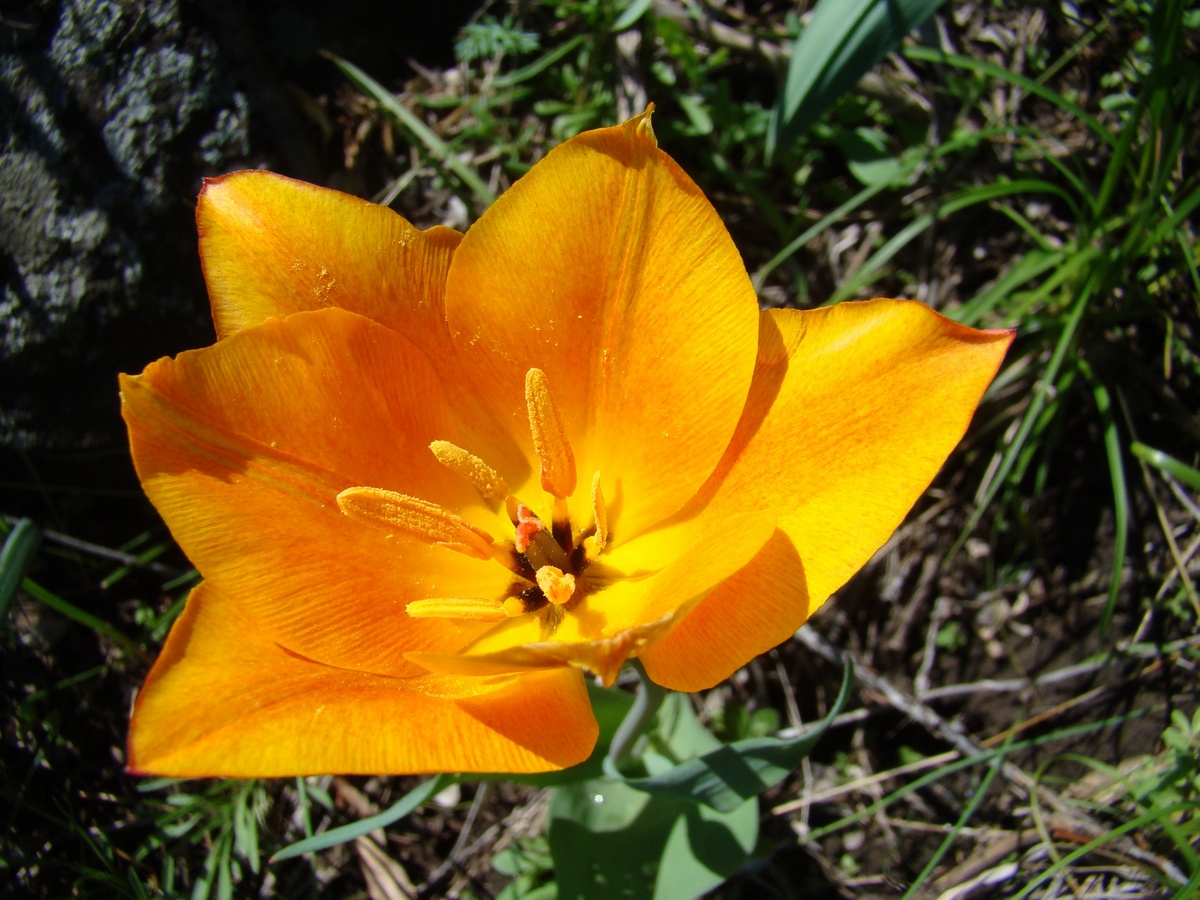 Изображение особи Tulipa zenaidae.