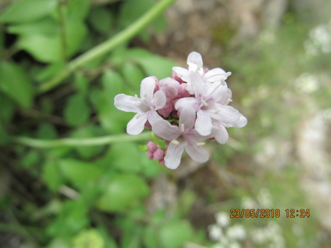 Изображение особи Valeriana sisymbriifolia.