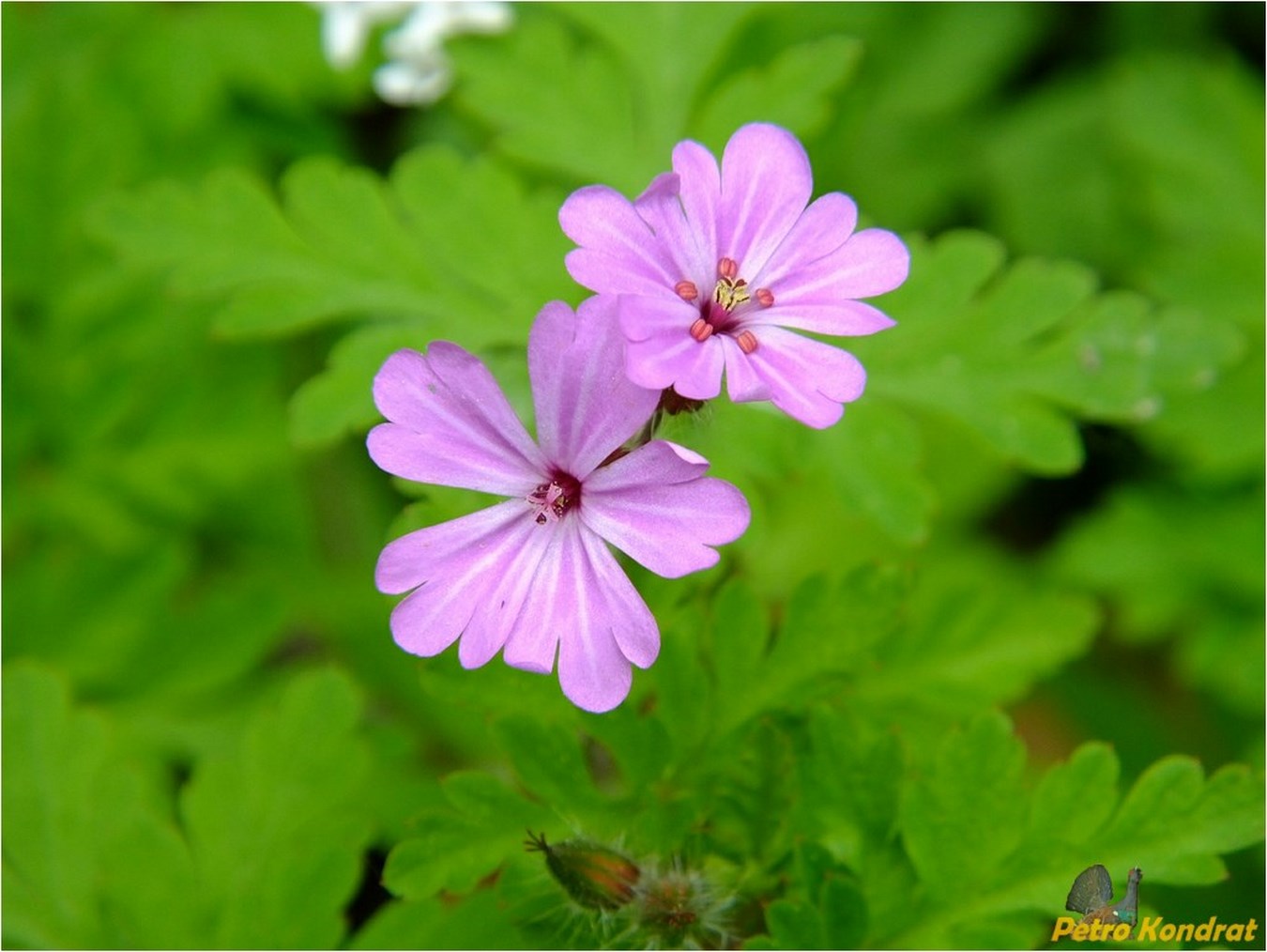 Изображение особи Geranium robertianum.