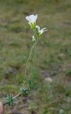 Minuartia circassica. Сорванное цветущее растение. Республика Адыгея, Майкопский р-н, Кавказский биосферный заповедник, плато Лаго-Наки, северный склон горы Блям, выс. ок. 2310 м н.у.м., альпийский луг. 28.07.2018.