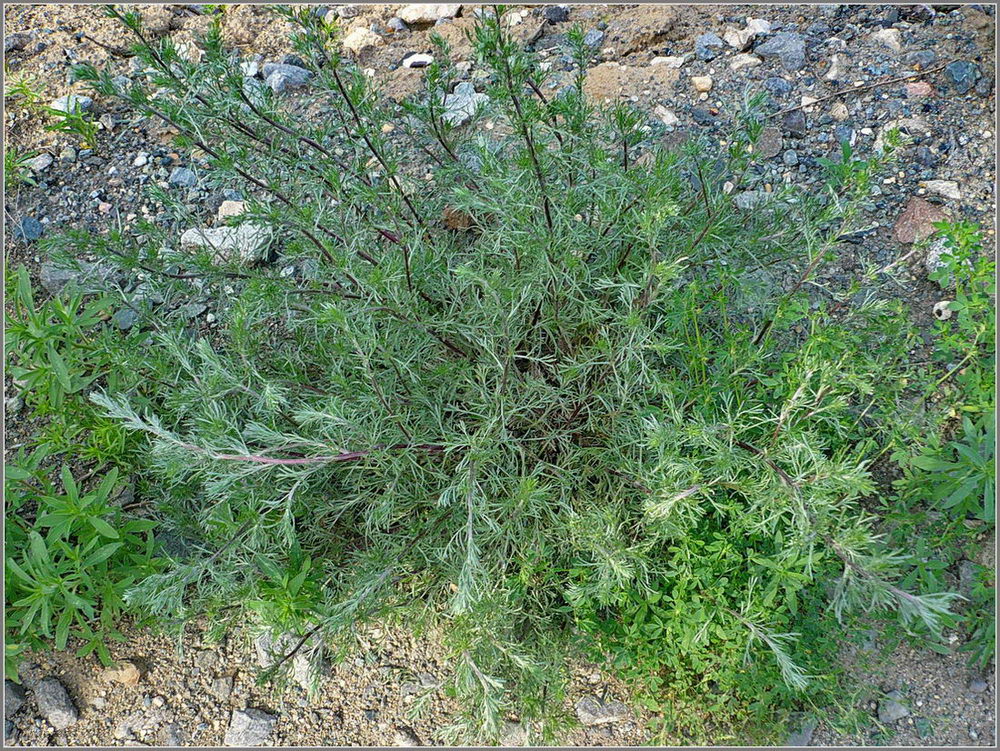 Изображение особи Artemisia campestris.