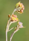 Bupleurum brachiatum