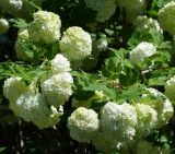 Viburnum opulus форма roseum. Верхушки цветущих веточек. Восточный Казахстан, г. Усть-Каменогорск, парк Жастар, в культуре. 04.06.2018.