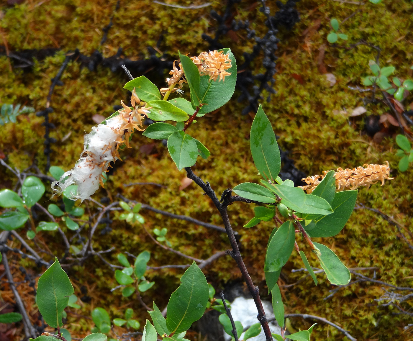 Изображение растения Salix hastata.