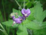 Geranium platyanthum. Цветки и бутоны. Иркутская обл., Слюдянский р-н, долина р. Слюдянка, редкий смешанный лес. 24.06.2018.