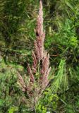 Calamagrostis epigeios