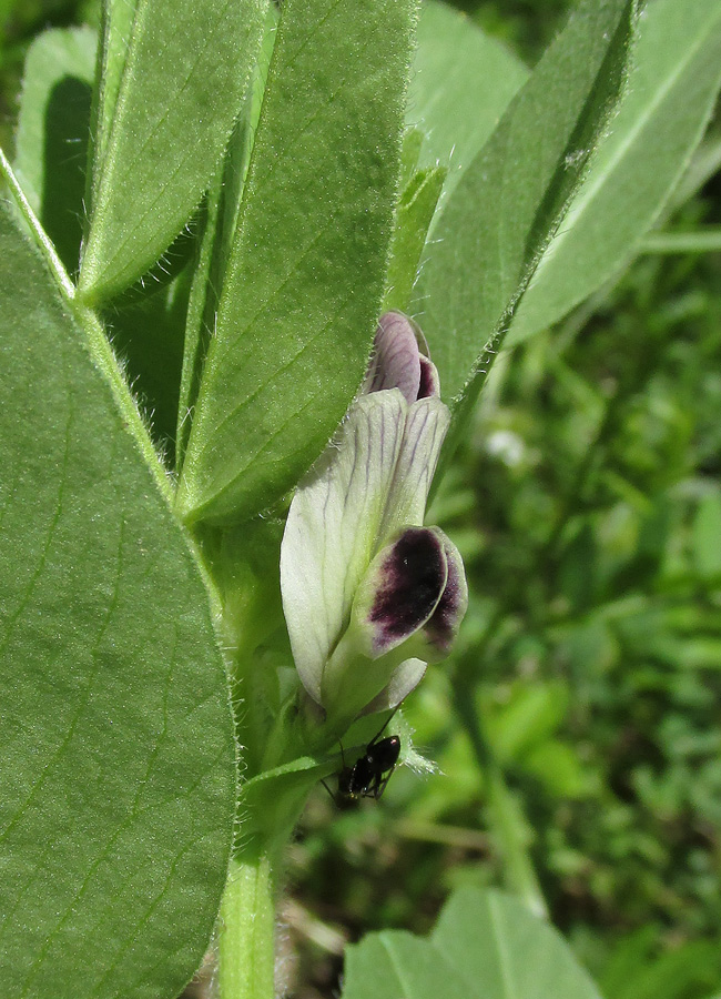 Изображение особи Vicia narbonensis.