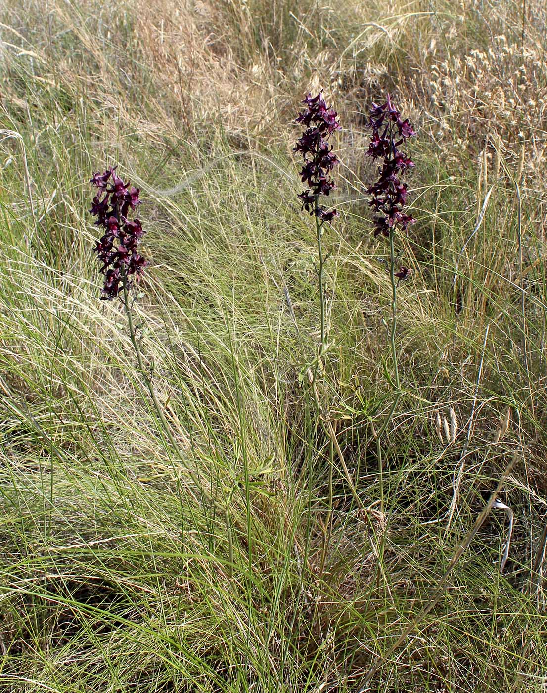 Изображение особи Delphinium puniceum.