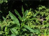 Senecio ovatus