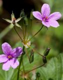 род Erodium