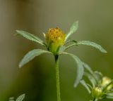 Bidens frondosa