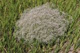 Gypsophila paniculata. Цветущее растение. Саратовская обл., Балашовский р-н, окр. с. Старый Хопёр, долина р. Тростянка, берег Почтового пруда, низкотравный луг. 17.06.2019.