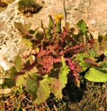 Sonchus oleraceus. Отцветающее растение. ФРГ, земля Гессен, окр. г. Рюдесхайм. Декабрь.