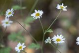 Pyrethrum poteriifolium