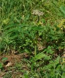 Angelica sylvestris