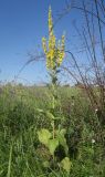 Verbascum × ramigerum