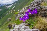 Campanula saxifraga