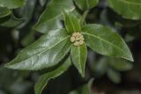 Viburnum tinus