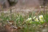 Primula vulgaris