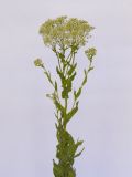 Cardaria draba