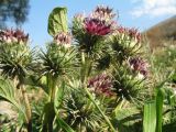 Arctium leiospermum. Побеги с соцветиями. Южный Казахстан, Таласский Алатау, запов. \"Аксу-Жабаглы\", устье ущ. Талдыбулак, 1250 м н.у.м., усадьба кордона \"Талдыбулак\". 4 октября 2023 г.