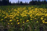 Draba sibirica. Цветущие растения на лугу. Свердловская обл., окр. г. Североуральск, луг в еловом лесу за пос. Третий Северный. 24.05.2007.