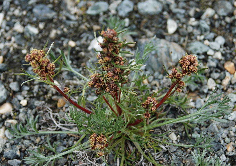 Изображение особи Artemisia borealis.