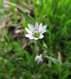 Stellaria crassifolia. Цветок. Коми, Интинский р-н, Приполярный Урал, хр. Малдынырд, водораздел руч. Алькесвож и р. Балбанью. 20.07.2010.