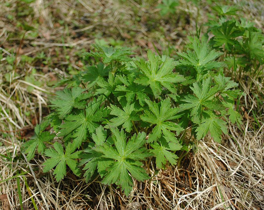 Изображение особи Geranium sylvaticum.