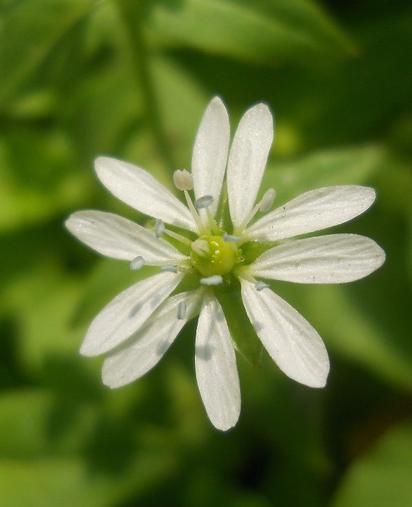 Изображение особи Myosoton aquaticum.