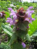 Lamium purpureum