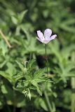 Geranium collinum