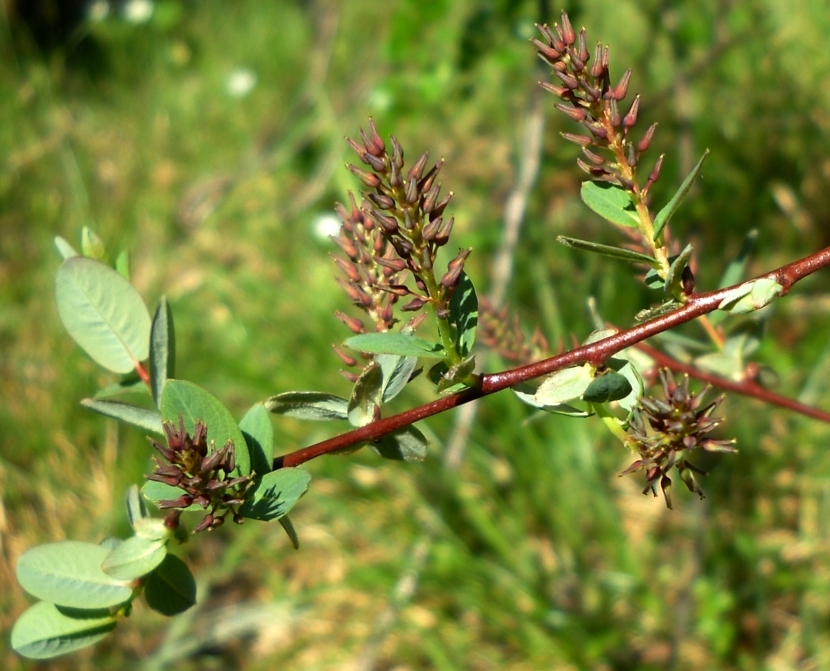 Изображение особи Salix myrtilloides.