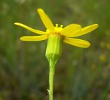 Senecio subdentatus. Соцветие. Копетдаг, Чули. Май 2011 г.