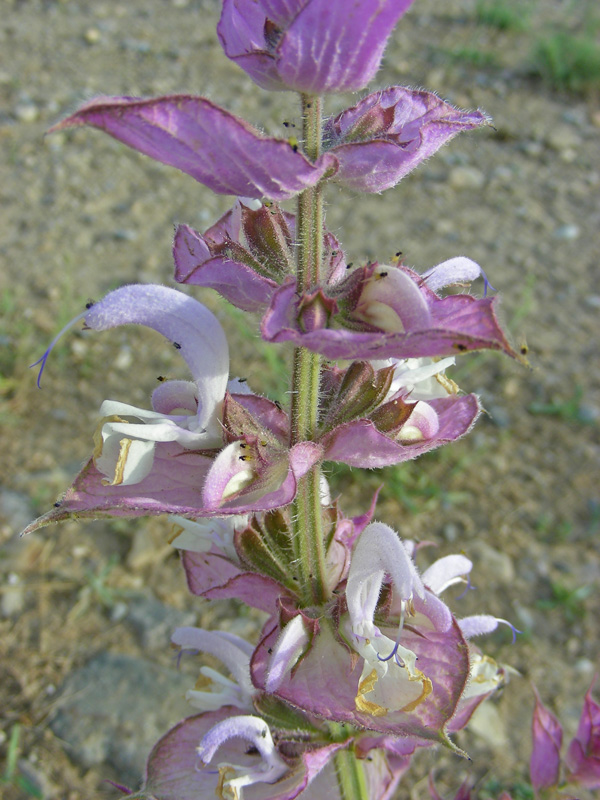 Изображение особи Salvia sclarea.