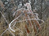 Amorpha fruticosa. Верхушка зимующего побега. Украина, Днепропетровская обл., балка в верховьях р. Самоткань. 09.12.2011.