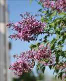 Syringa persica