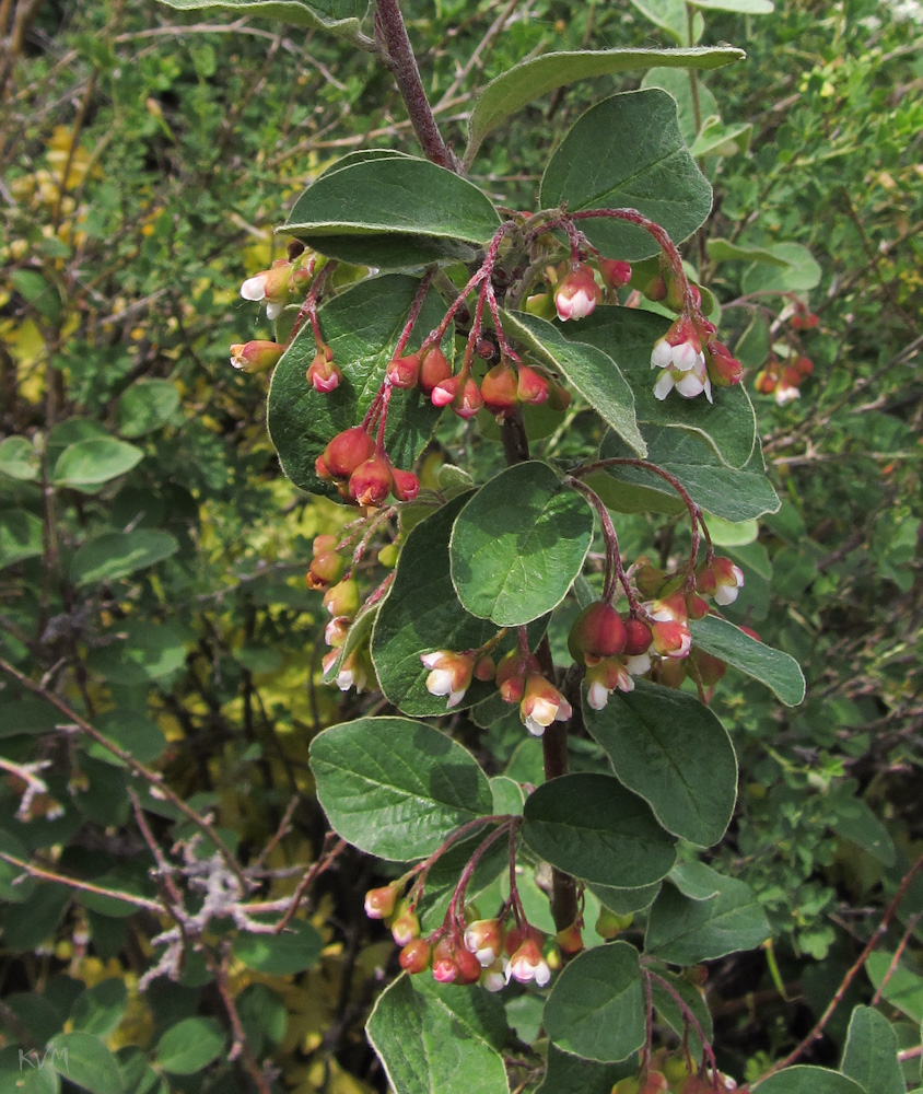 Изображение особи Cotoneaster melanocarpus.