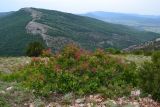 Cotinus coggygria